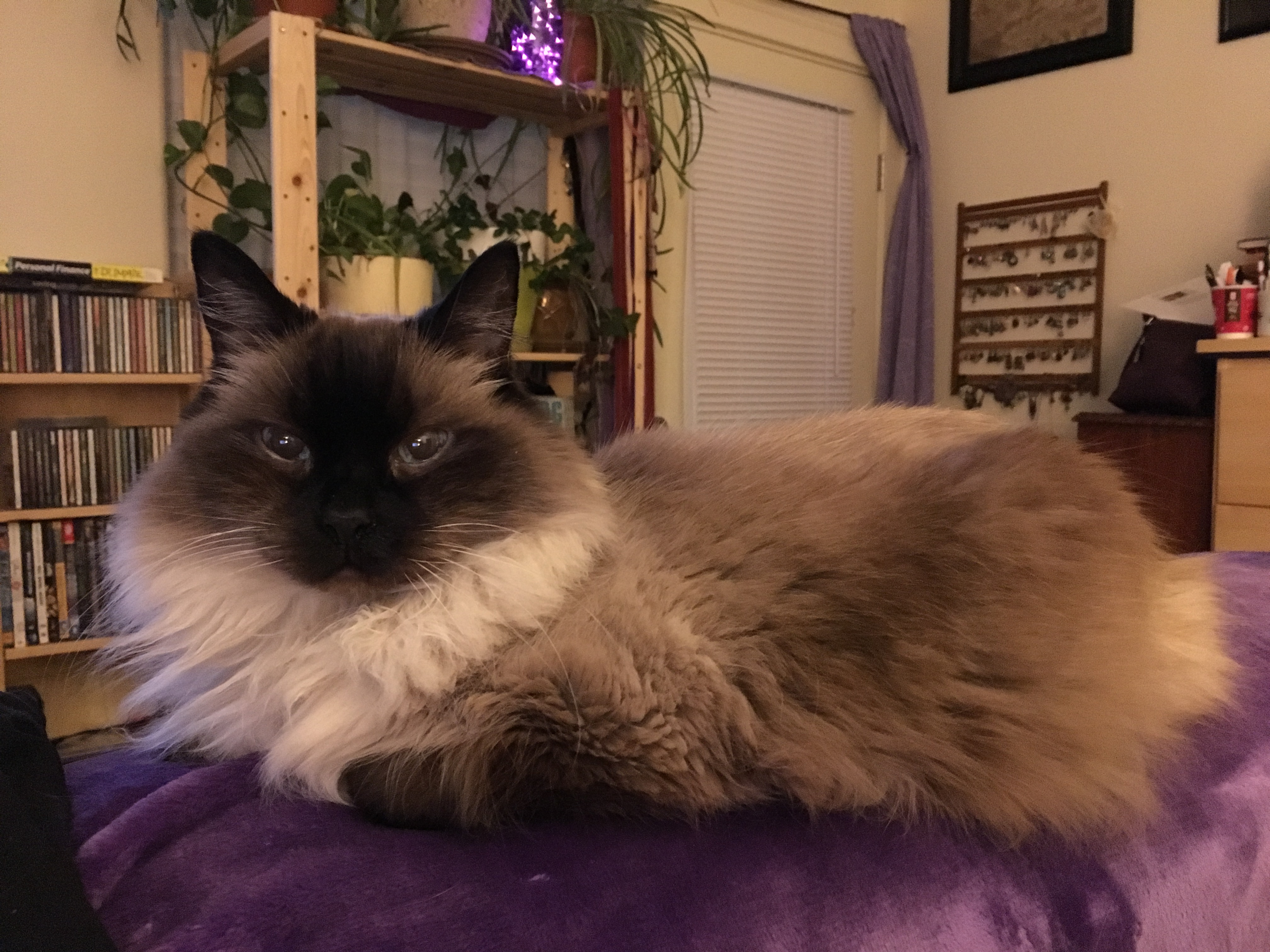 I m Back Pampurred Pet Care I m Back Pampurred Pet Care