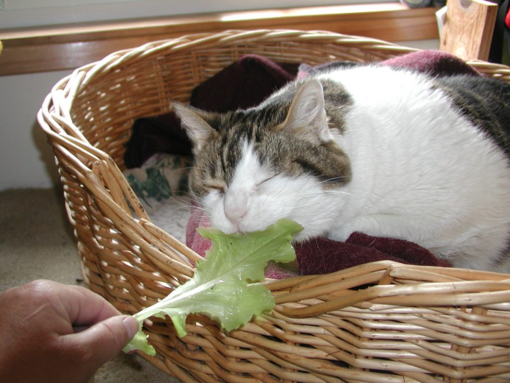 Lettuce Cat Treat